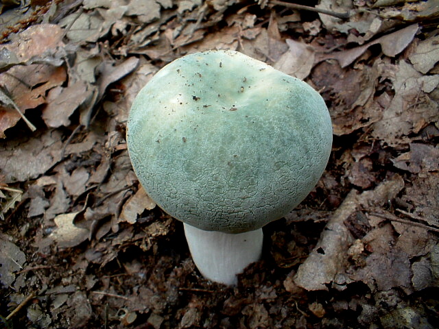 Russula virescens e simpatici segnali direzionali